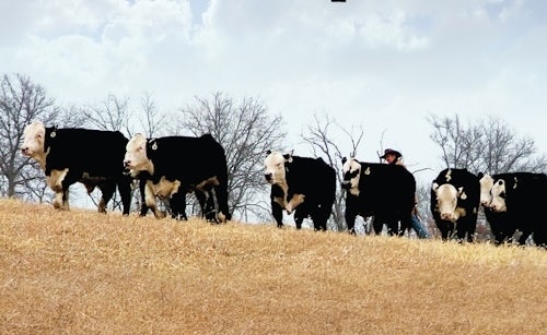 Meet Norma Decker Hoagland, author of Black Herefords – The Birthplace